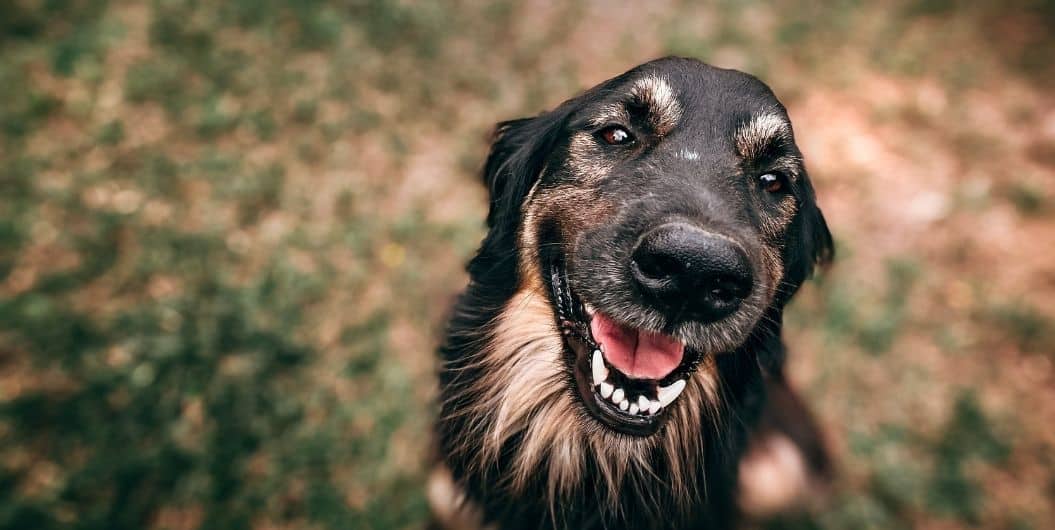smiling black dog