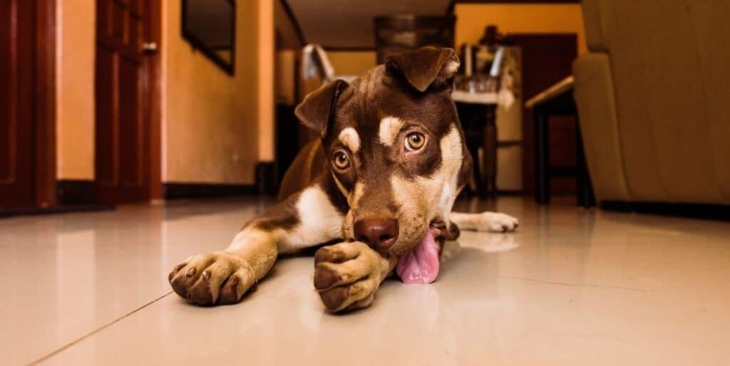 brown dog licking floor