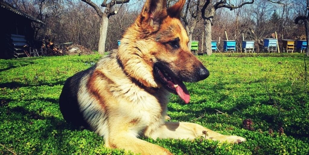 german shepherd laying on grass