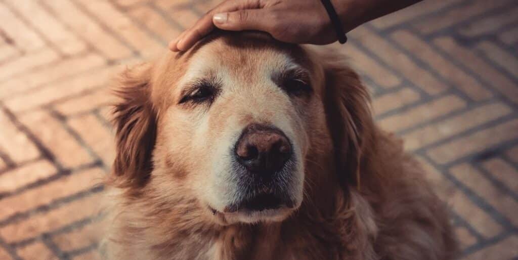 old golden retriever