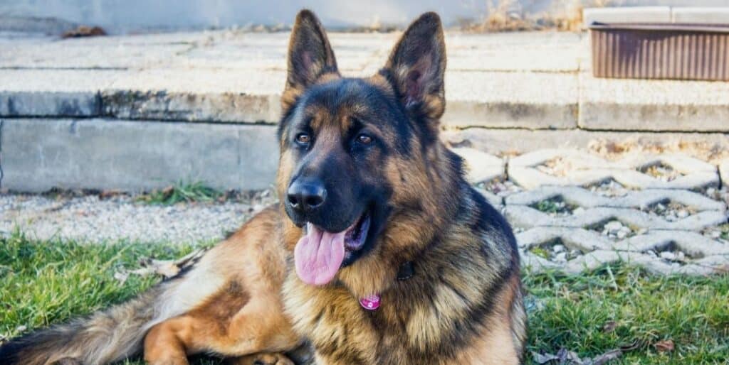 german shepherd sitting down