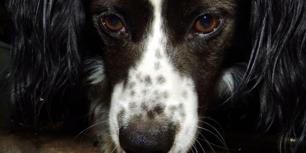 dog close up