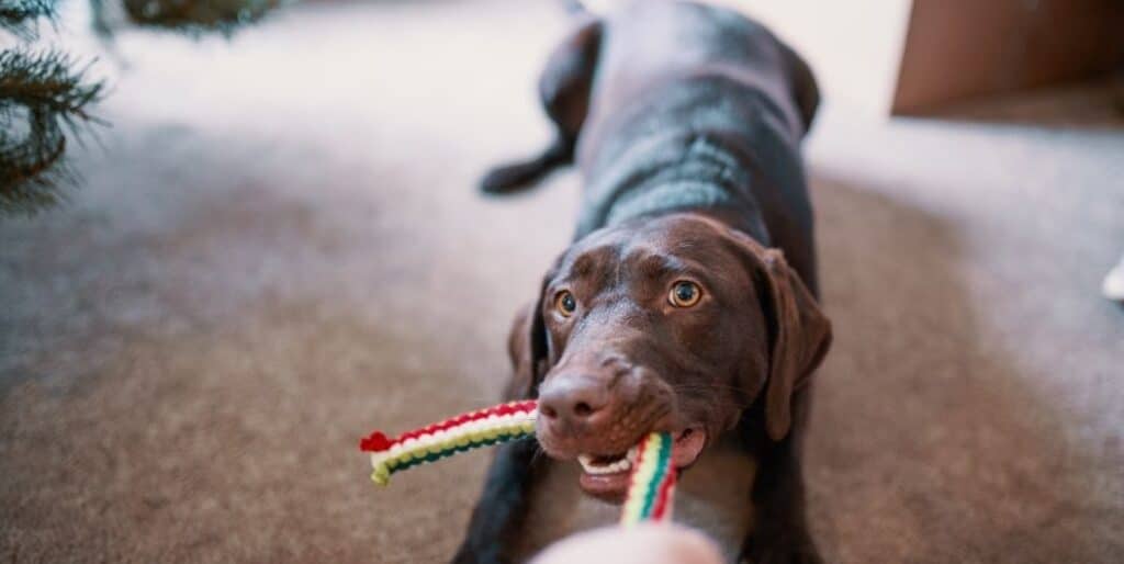 dog playing with rope
