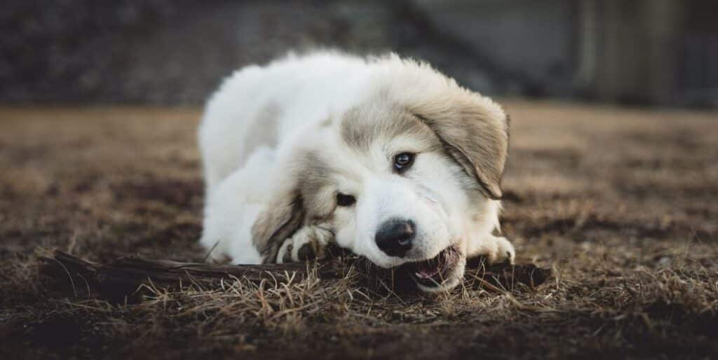 white dog biting a twig