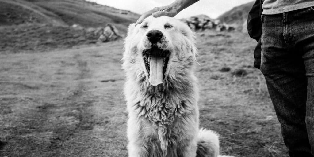 How Safe Is Cottage Cheese for Dogs?