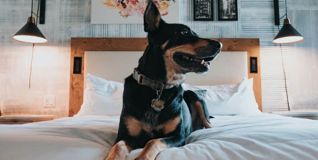 black dog laying on a bed