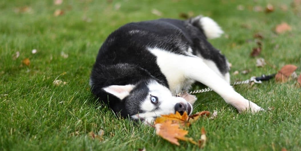 dog playing with leaf