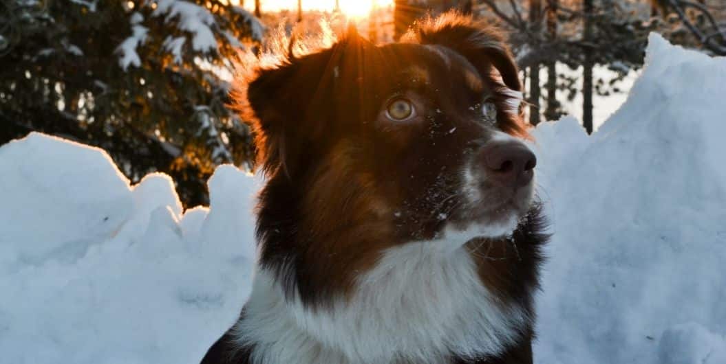 dog in snow