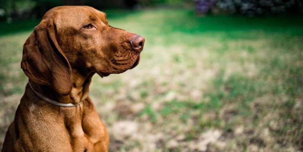 choco Labrador retriever side view