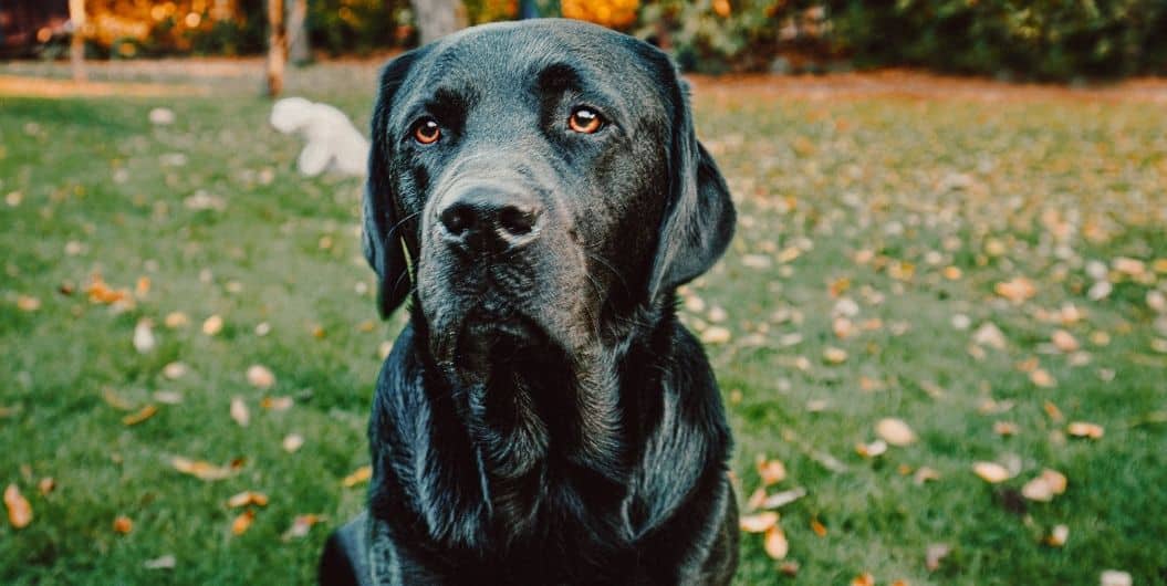 black labrador retriever