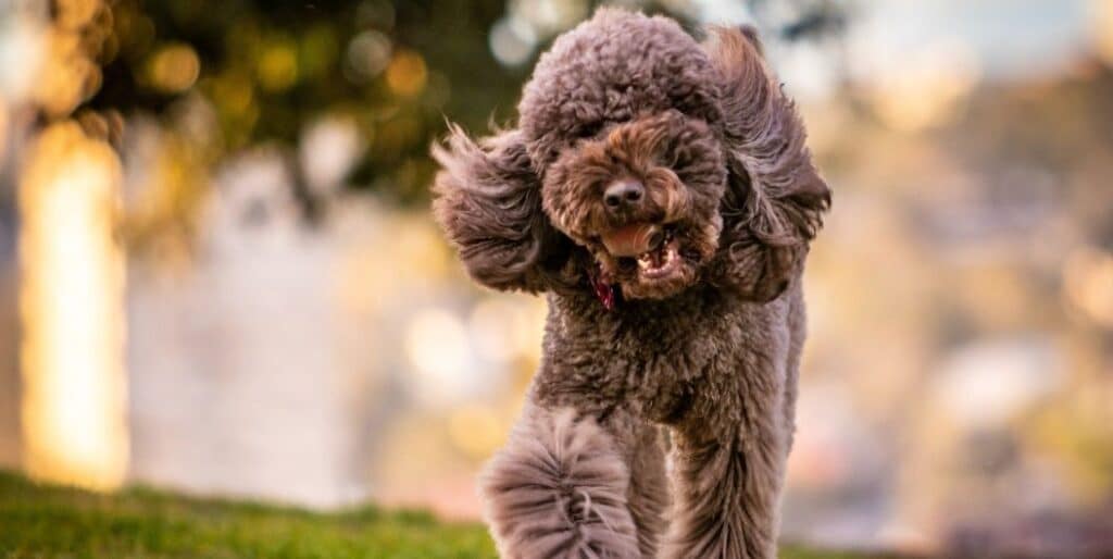 poodle dog running