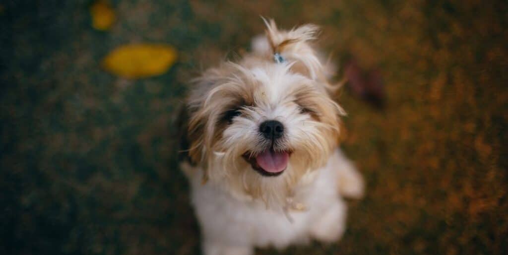 puppy with a tie