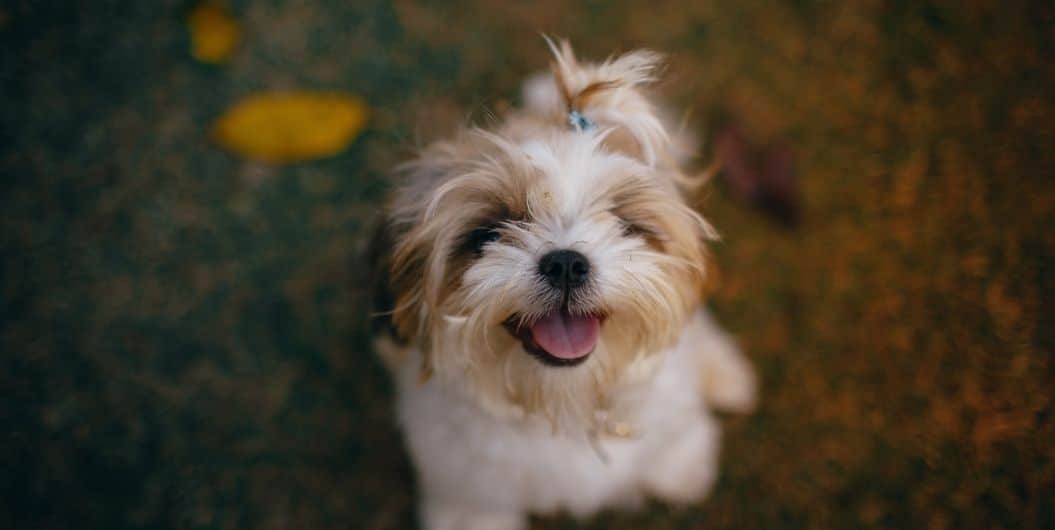 teacup dog