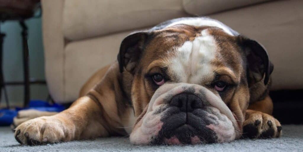 bulldog laying down