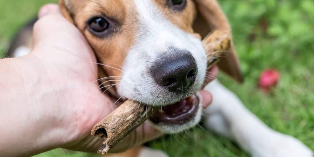 dog biting a twig