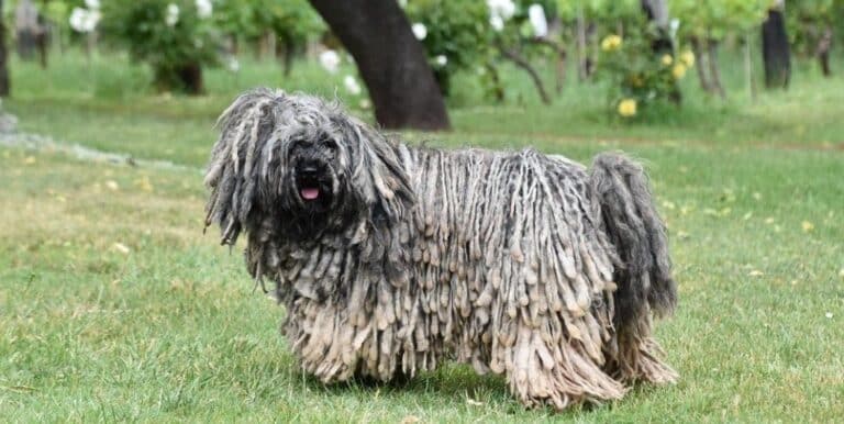 What Are the Different Types of Dog with Dreadlocks?
