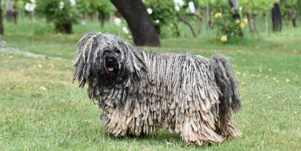 A dog with store dreadlocks