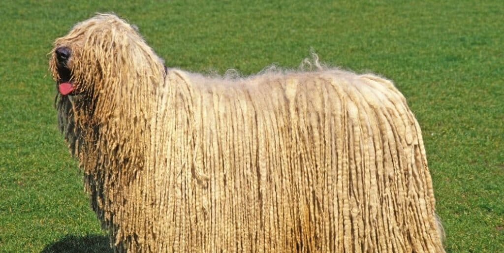 komondor dog with dreadlocks