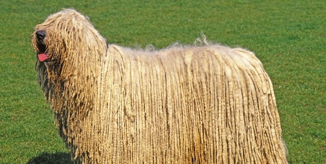 Komondor dog