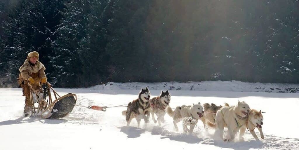 snow dogs pulling a sled