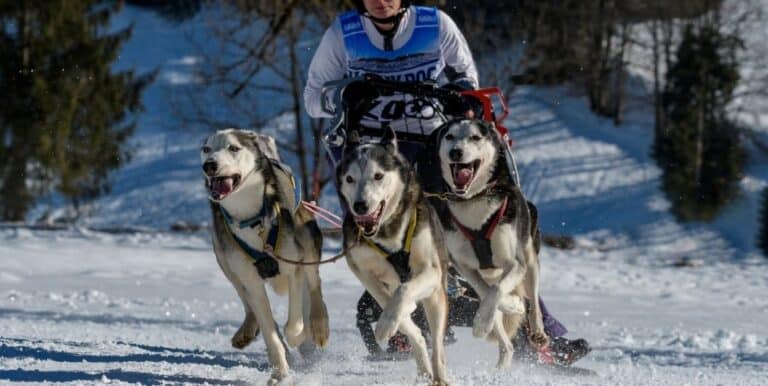 What is a Dog Sled?