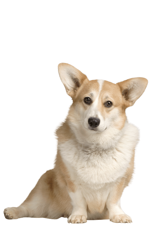 dogcentral.org