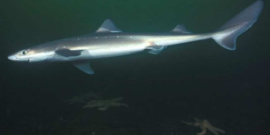 spiny dogfish