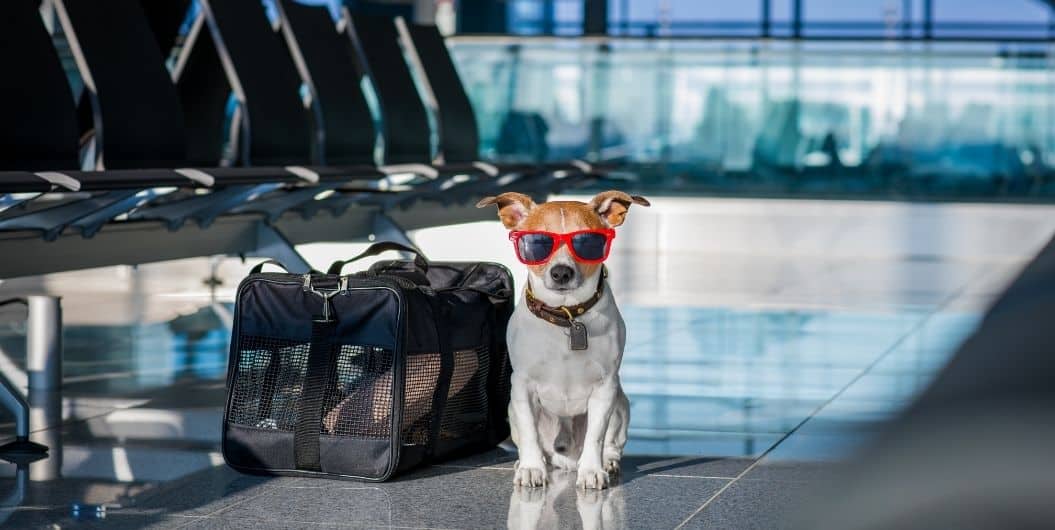 flying with emotional support dogs