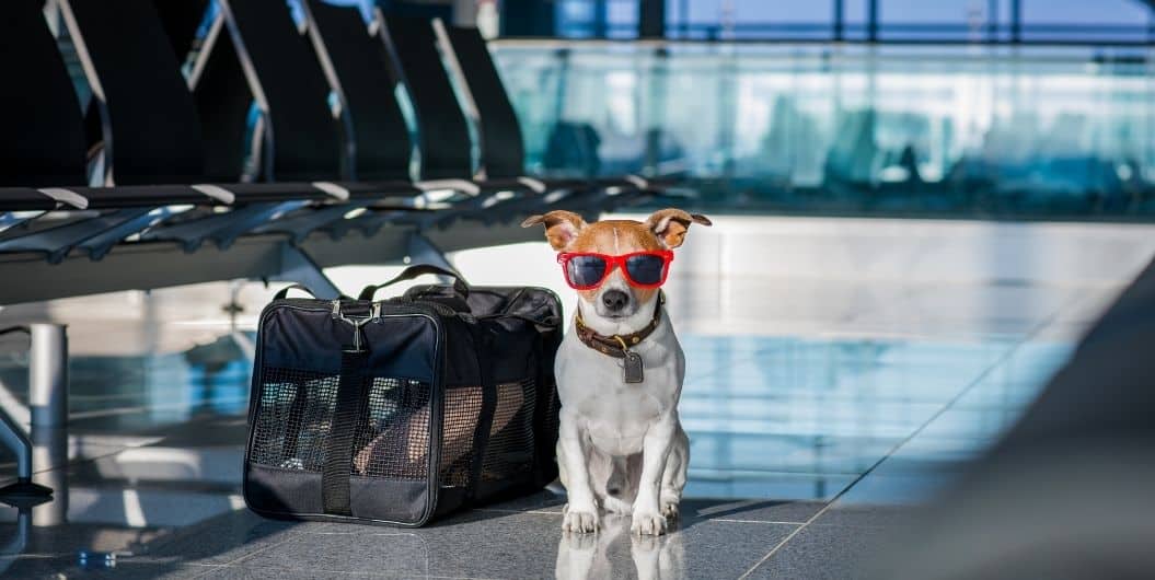 do all airlines accept emotional support dogs