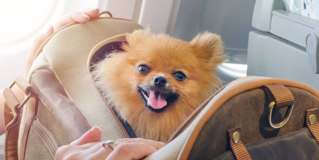 traveling with emotional support dog