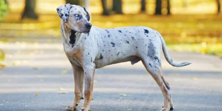 What Is a Catahoula Leopard Dog?