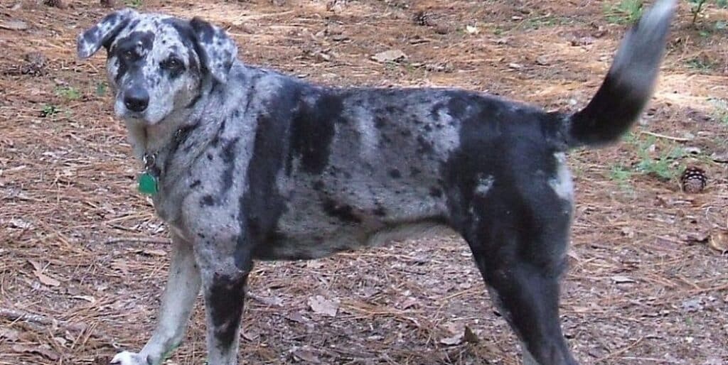 Black and grey store catahoula