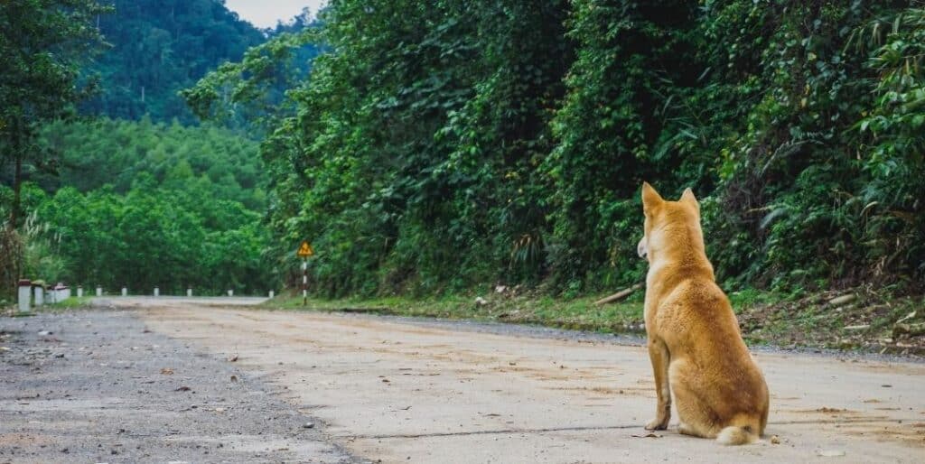 Hachiko Akita