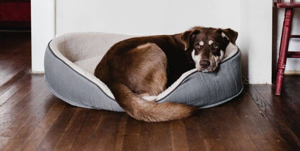 buying a dog bed
