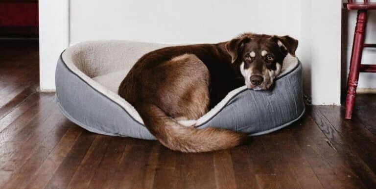 What Should I Consider When Buying a Dog Bed?