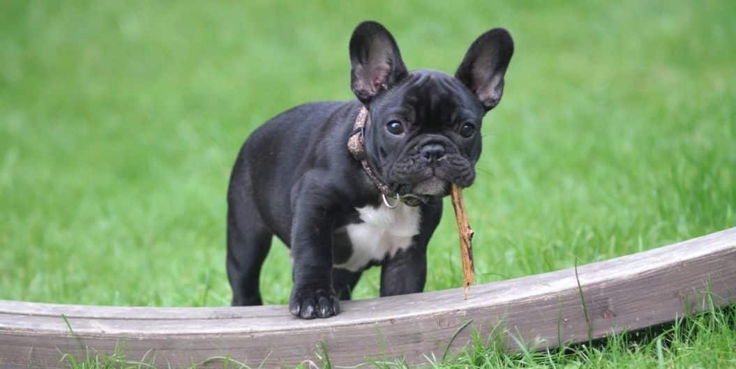 dog biting leash