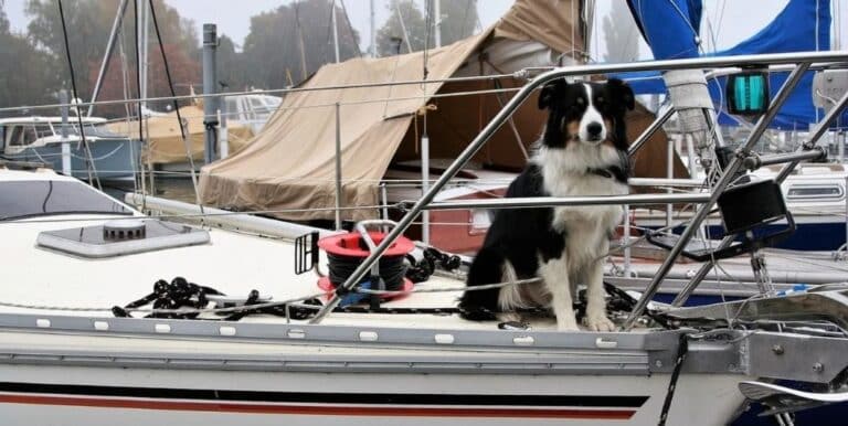 What are Some Tips for Boating with Dogs?