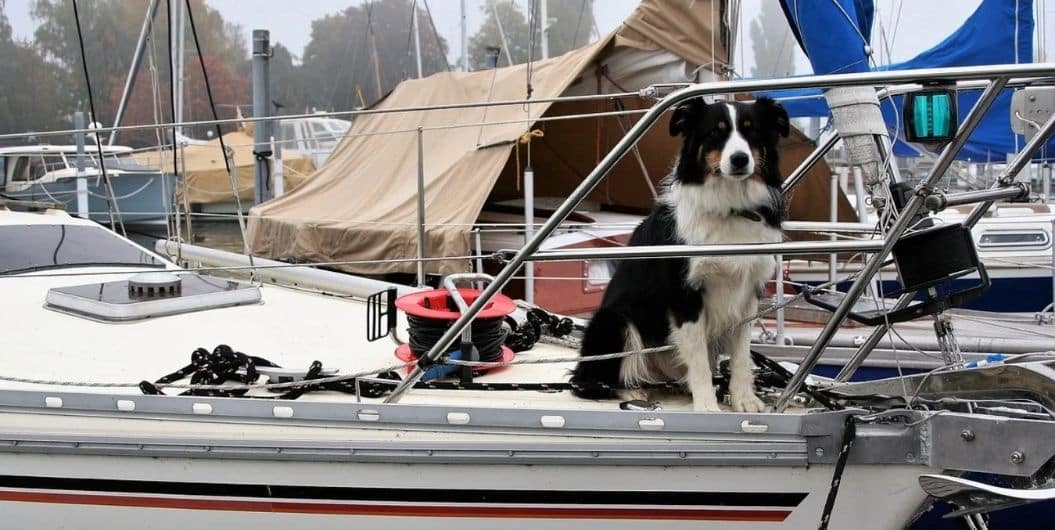 dog boating