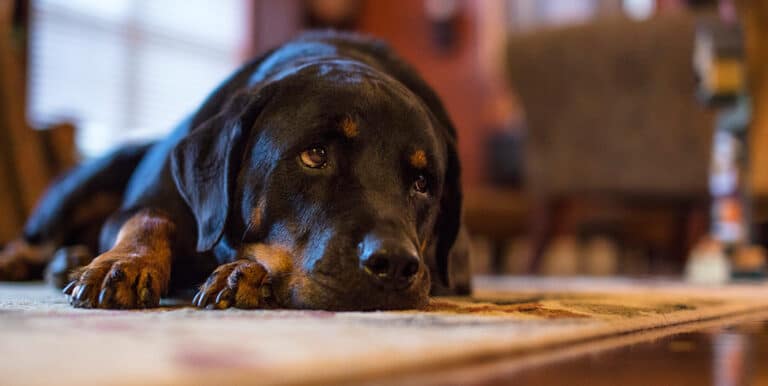 What is Dog Narcolepsy?