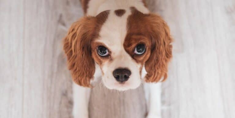 Why Do Dogs Have Such Expressive Eyes?