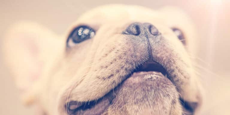 What Are the Different Types of Eye Drops for Dogs?