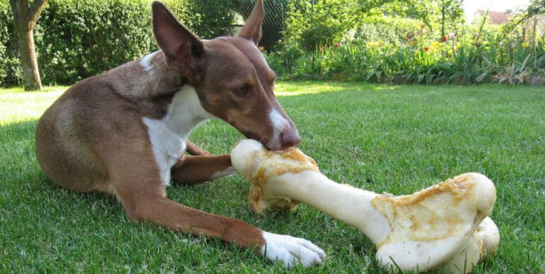 What Did the World’s First Dog Eat?