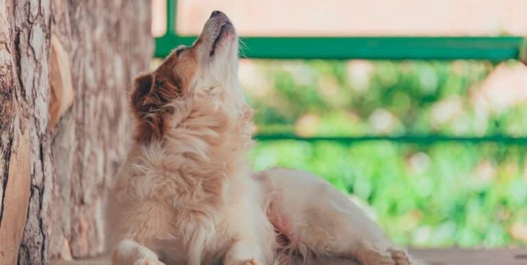Why do Dogs Howl?