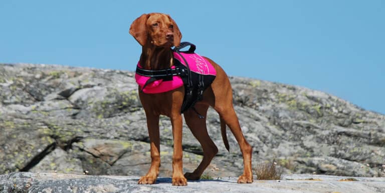 What are the Different Types of Life Jackets for Dogs?