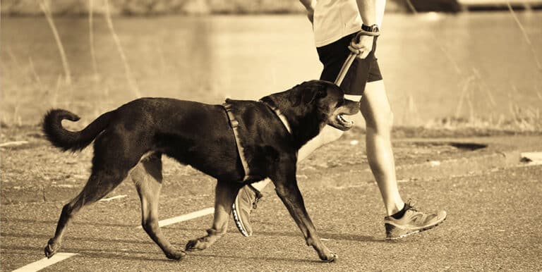 What Are the Best Tips for Running with a Dog?