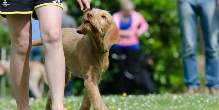 What are the Different Types of Obedience Training for Dogs?