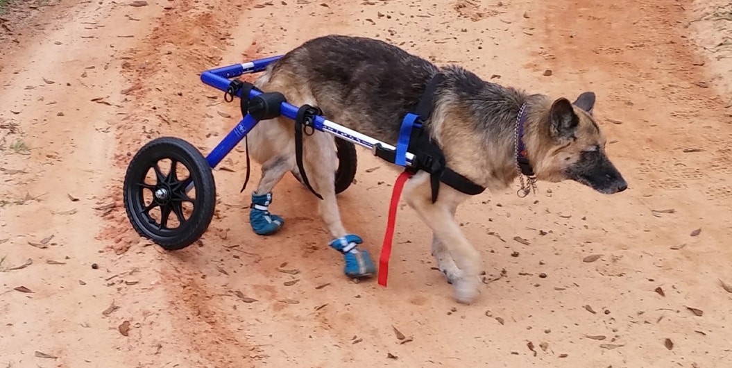 dog wheelchair