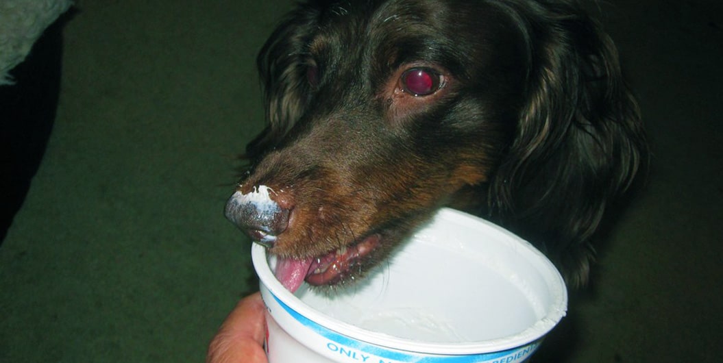 dog yogurt