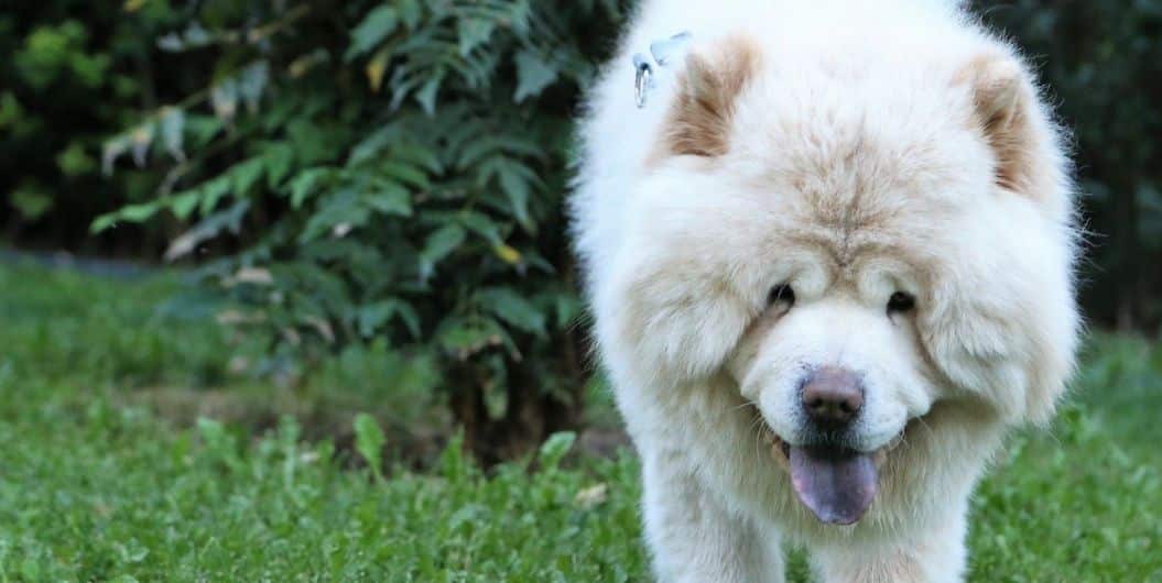 dogs in china - chowchow