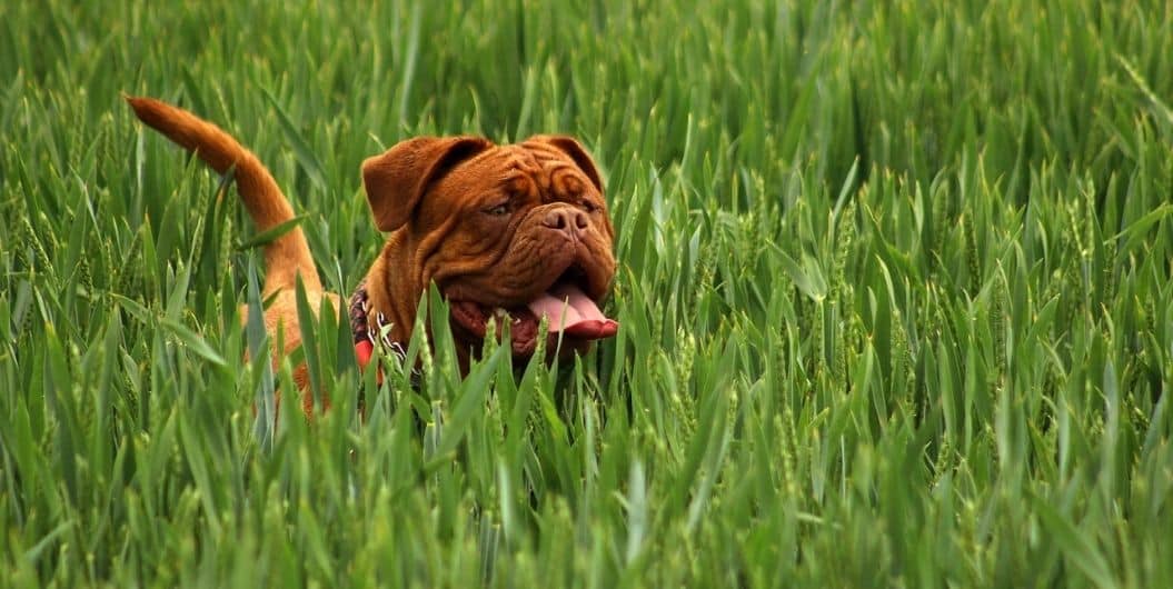 grooming a bulldog